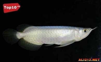 賣龍魚賺錢嗎現在怎么樣：觀賞魚市場需求、養殖成本及利潤情況探討龍魚市場需求