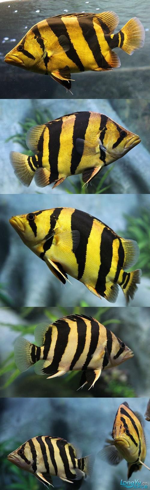 金龍魚與虎魚混養好嗎圖片