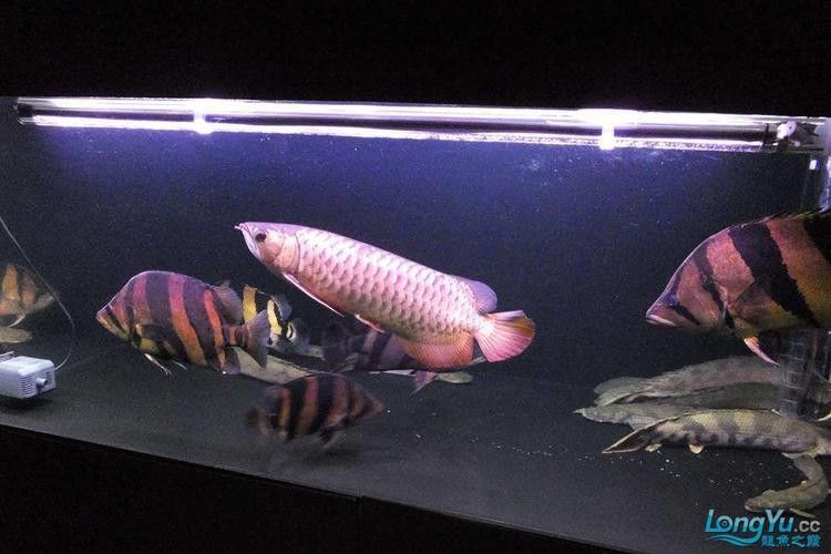 金龍魚與虎魚混養好嗎圖片