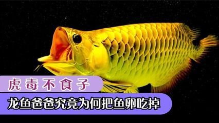龍魚抽搐張嘴的原因（龍魚抽搐張嘴可能由多種因素引起）