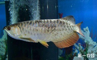 龍魚頭頂發黑了怎么治療好：龍魚頭頂發黑了怎么治療