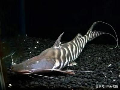 和龍魚一起養的底層魚：和龍魚一起養的底層魚有哪些？