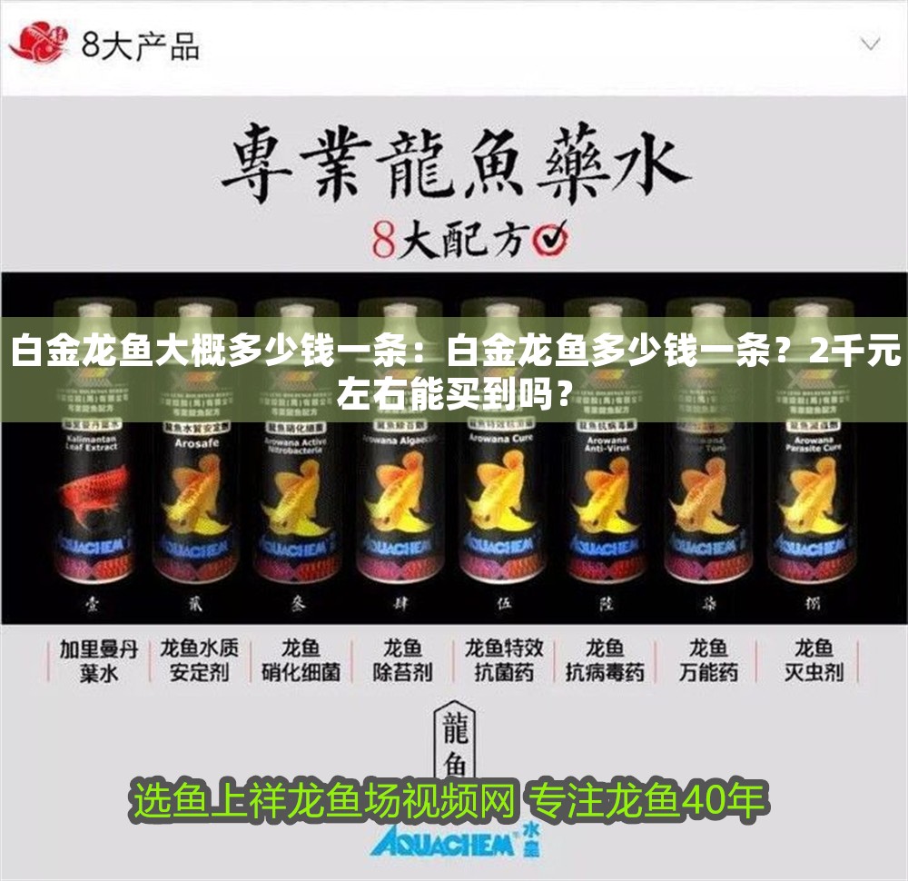 白金龍魚大概多少錢一條：白金龍魚多少錢一條？2千元左右能買到嗎？