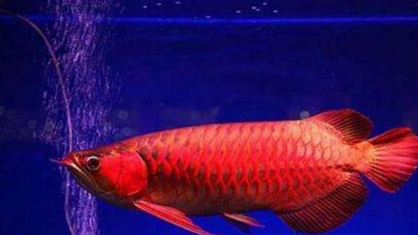 紅龍魚品種排行榜（十大最漂亮的紅龍魚品種排行榜(紅龍魚品種排行榜）