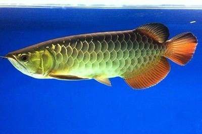 一條金龍魚一年花多少錢正常（養(yǎng)一條金龍魚一個(gè)月大概花費(fèi)多少？）