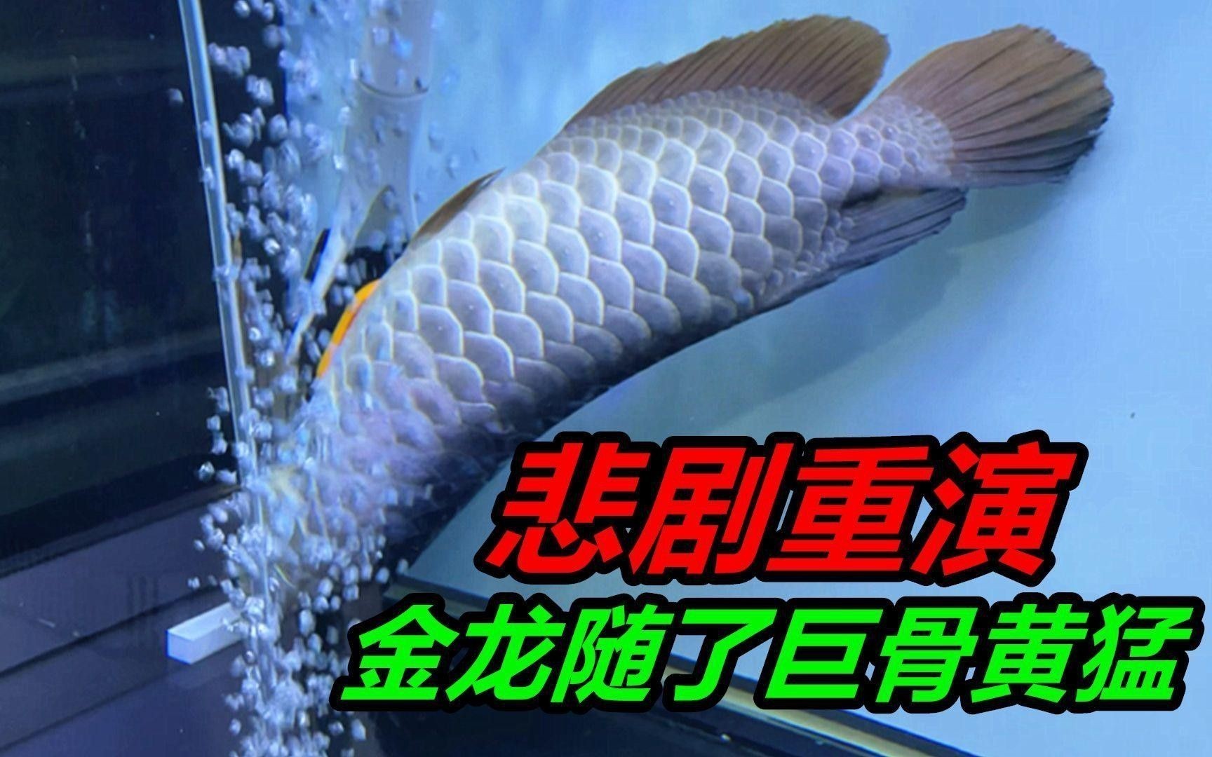哪個(gè)品系的過背金龍魚最好養(yǎng)？