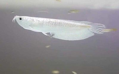 銀龍魚嘴里吐白色的東西（銀龍魚嘴里吐白色的東西可能由多種原因引起）