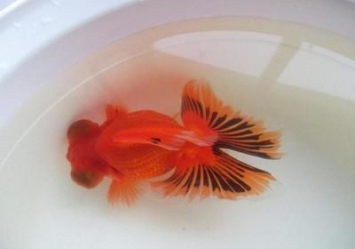 龍魚翹嘴怎么辦：關于龍魚翹嘴的一些處理方法