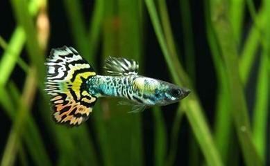 龍魚翹嘴怎么辦：關于龍魚翹嘴的一些處理方法