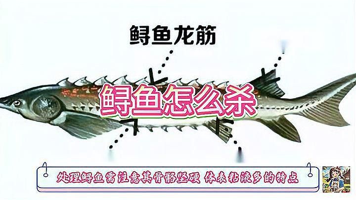 野生鱘龍魚捕殺方法 野生鱘龍魚捕殺方法 龍魚百科 第5張