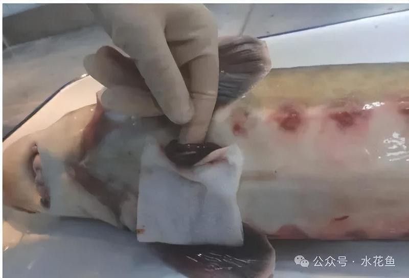 野生鱘龍魚捕殺方法 野生鱘龍魚捕殺方法 龍魚百科 第3張