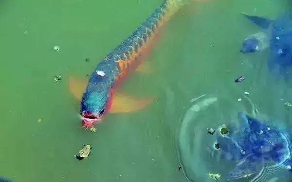 龍魚吃蝦時，蝦殼會被消化嗎？