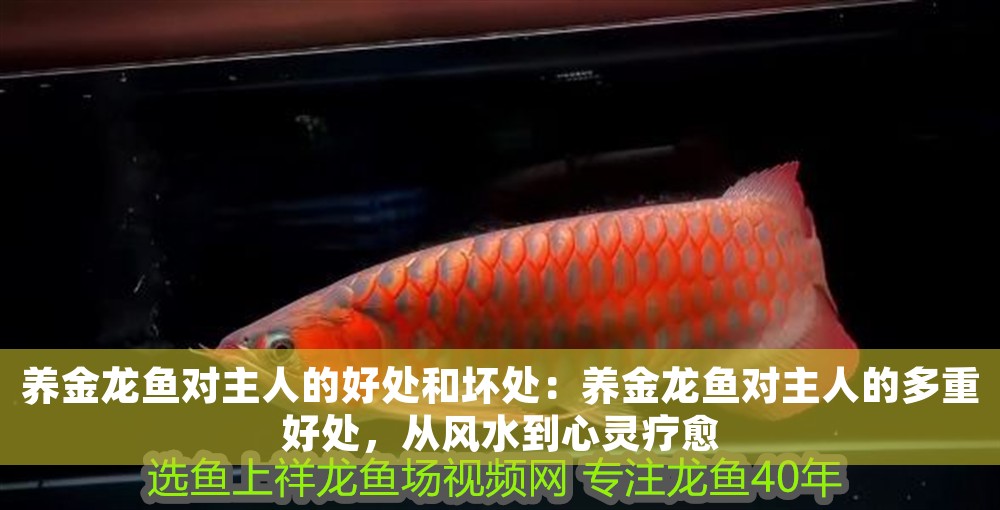 養(yǎng)金龍魚對主人的好處和壞處：養(yǎng)金龍魚對主人的多重好處，從風(fēng)水到心靈療愈