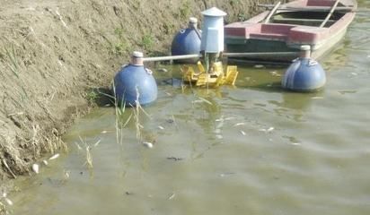 養(yǎng)金龍魚對主人的好處和壞處：養(yǎng)金龍魚對主人的多重好處，從風(fēng)水到心靈療愈