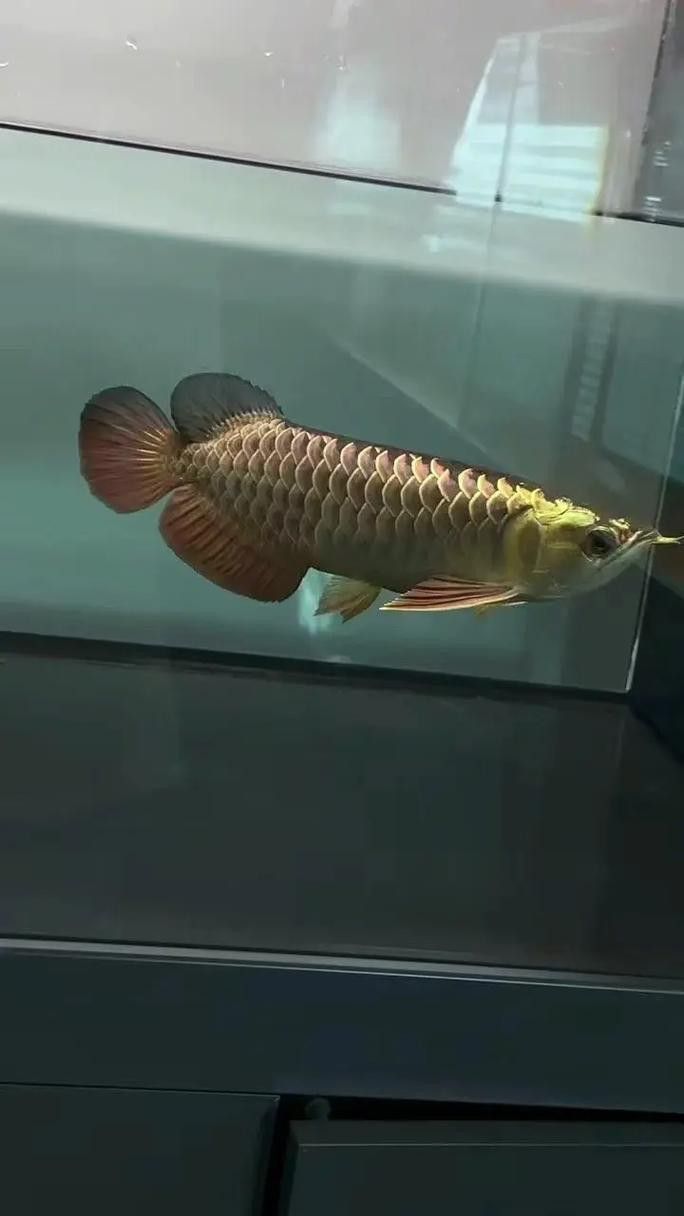 紅龍魚白天趴缸晚上好怎么回事啊圖片