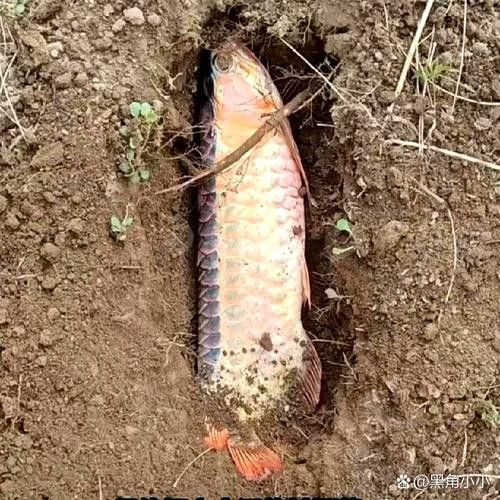 紅龍魚白天趴缸晚上好怎么回事啊圖片