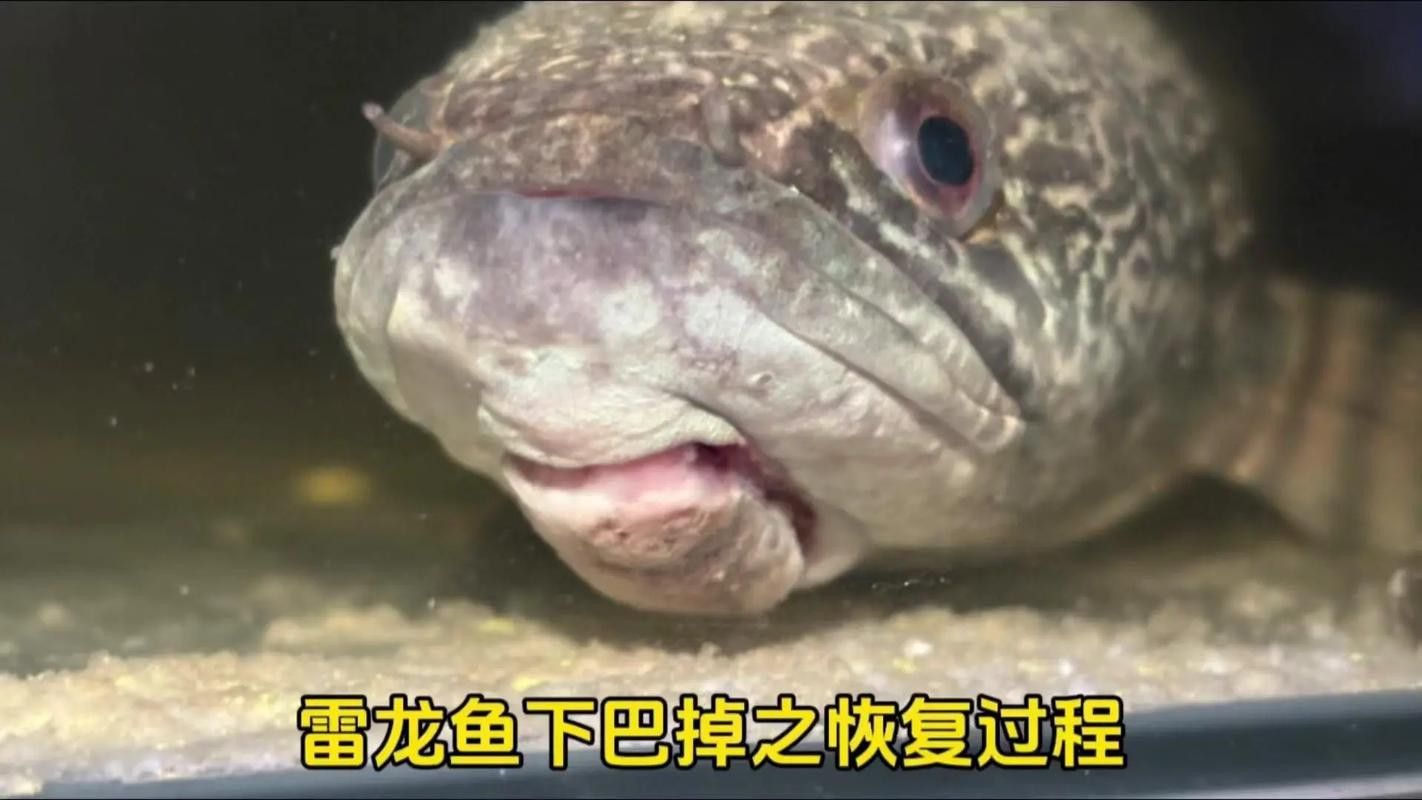 紅龍魚白天趴缸晚上好怎么回事啊圖片