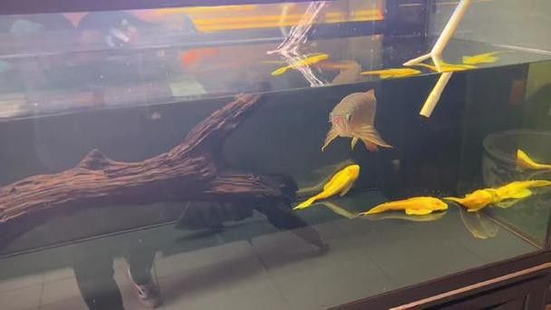 紅龍魚白天趴缸晚上好怎么回事啊圖片