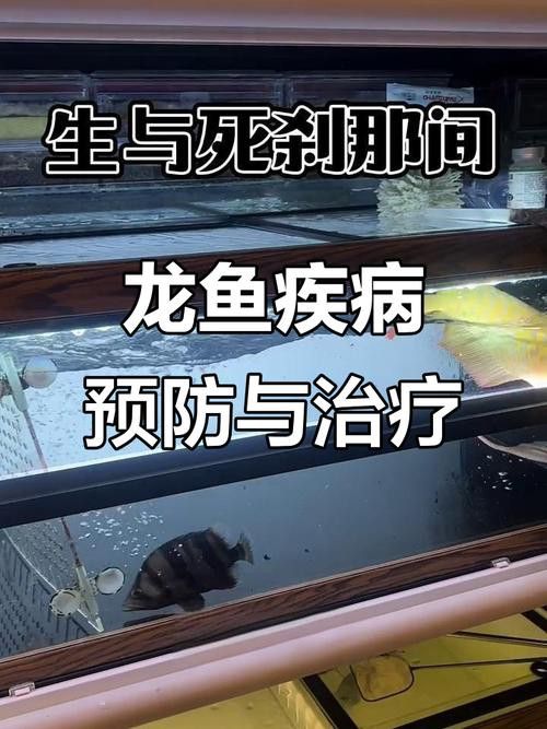 紅龍魚白天趴缸晚上好怎么回事啊圖片