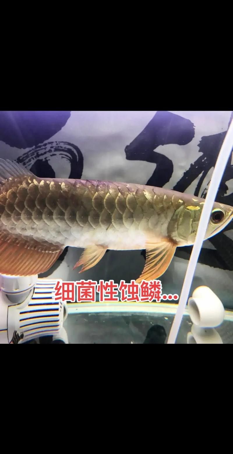 紅龍魚白天趴缸晚上好怎么回事啊圖片