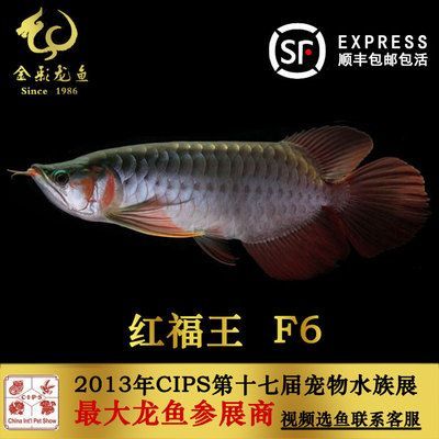 紅福王龍魚 萬福：紅福王龍魚價格是多少