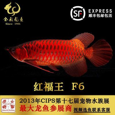 紅福王龍魚 萬福：紅福王龍魚價格是多少