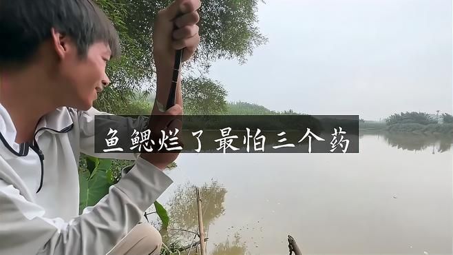 龍魚爛鰓病能完全治愈嗎？
