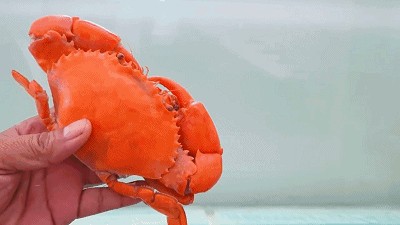 喂龍魚什么蝦最好：喂養龍魚什么蝦最好