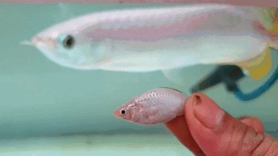 喂龍魚什么蝦最好：喂養龍魚什么蝦最好