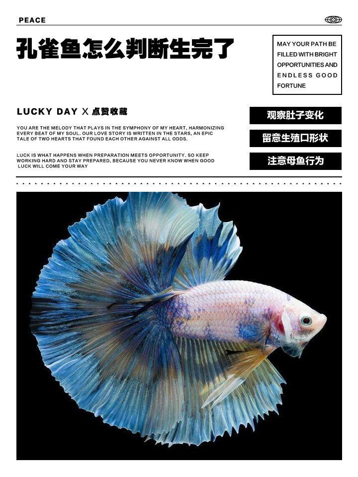 孔雀魚怎么判斷生完了