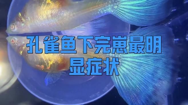 孔雀魚怎么判斷生完了