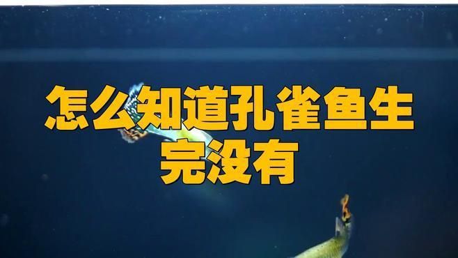 孔雀魚怎么判斷生完了