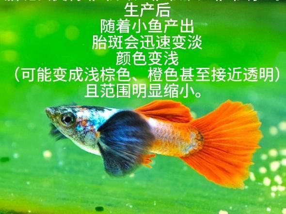 孔雀魚怎么判斷生完了