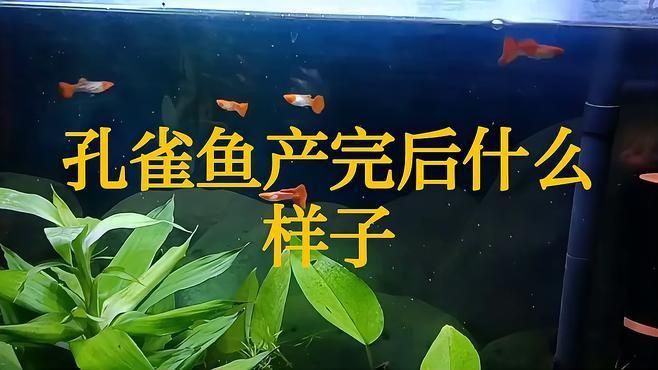 孔雀魚怎么判斷生完了