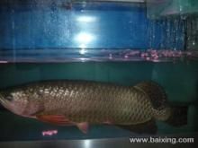 品相好的龍魚多少錢