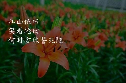 龍魚為什么彎著身子不動(dòng)