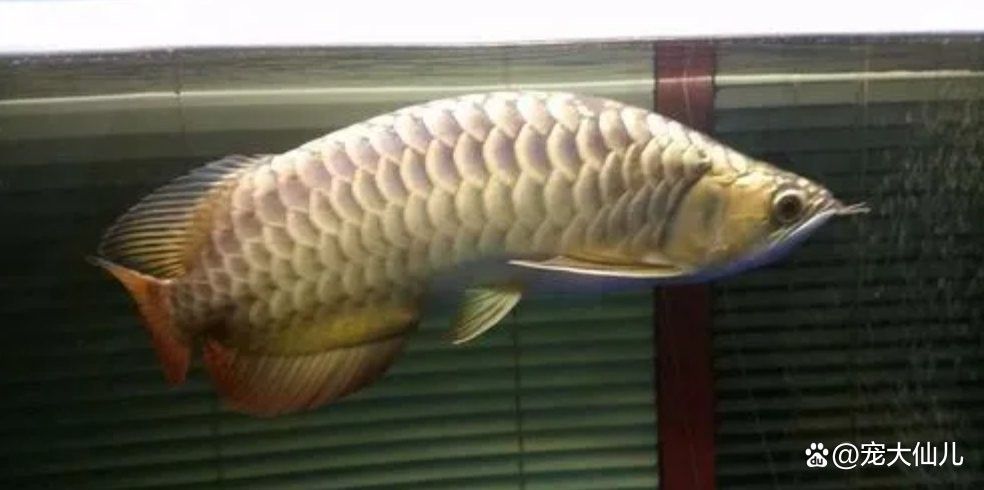 龍魚為什么彎著身子不動