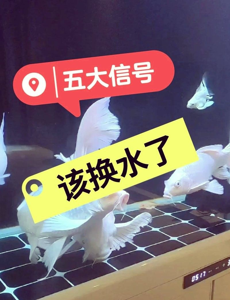 龍魚爛鰭期間，如何判斷是否需要換水？