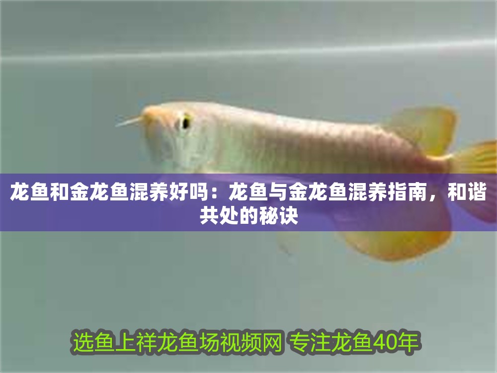 龍魚和金龍魚混養好嗎：龍魚與金龍魚混養指南，和諧共處的秘訣