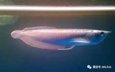 養銀龍魚需要注意哪些方面：養銀龍魚的注意事項