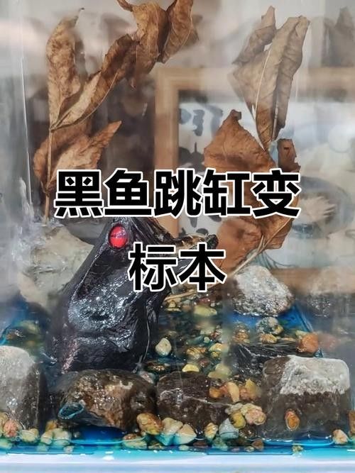 黑魚(yú) 魚(yú)缸 龍魚(yú)能養(yǎng)嗎圖片視頻