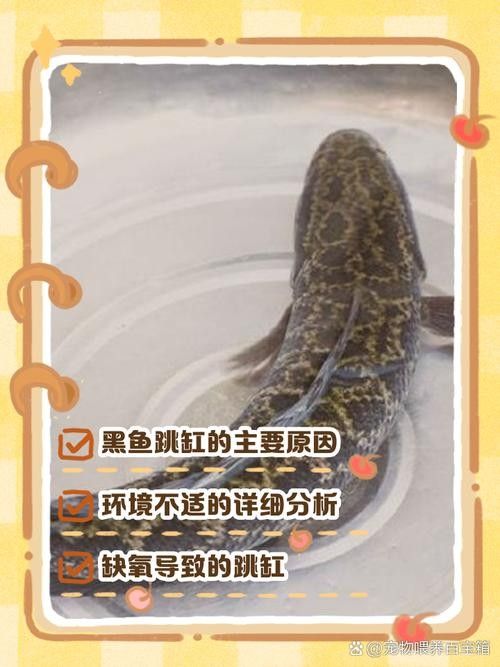 黑魚(yú) 魚(yú)缸 龍魚(yú)能養(yǎng)嗎圖片視頻