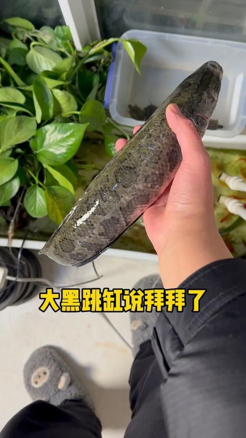 黑魚(yú) 魚(yú)缸 龍魚(yú)能養(yǎng)嗎圖片視頻