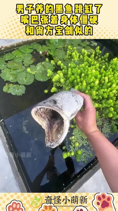 黑魚(yú) 魚(yú)缸 龍魚(yú)能養(yǎng)嗎圖片視頻