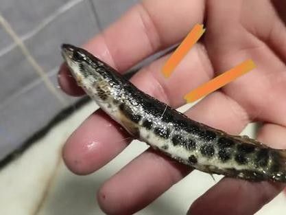 黑魚(yú) 魚(yú)缸 龍魚(yú)能養(yǎng)嗎圖片視頻