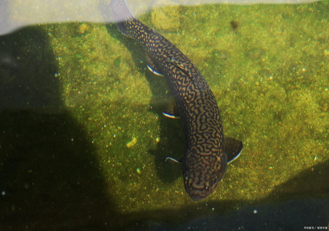 黑魚(yú) 魚(yú)缸 龍魚(yú)能養(yǎng)嗎圖片視頻