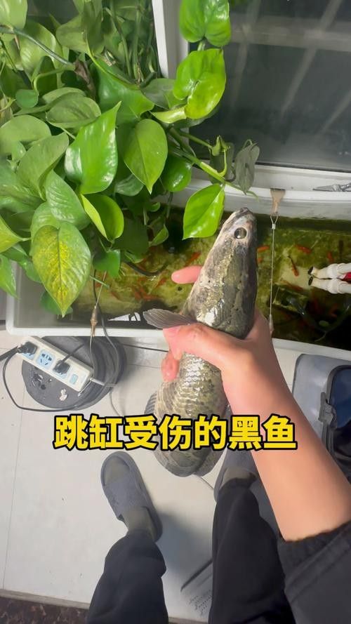 黑魚(yú) 魚(yú)缸 龍魚(yú)能養(yǎng)嗎圖片視頻