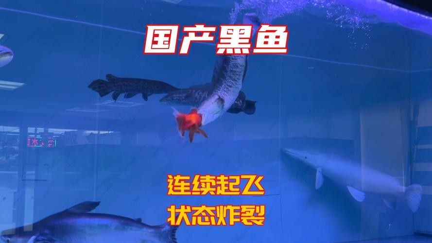 黑魚(yú) 魚(yú)缸 龍魚(yú)能養(yǎng)嗎圖片視頻
