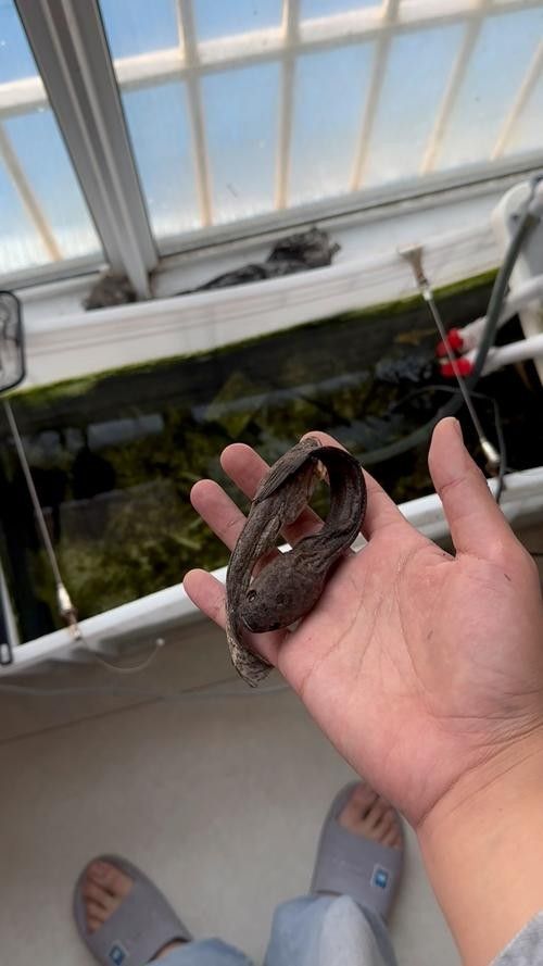 黑魚(yú) 魚(yú)缸 龍魚(yú)能養(yǎng)嗎圖片視頻