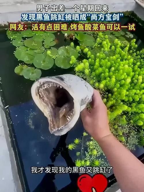 黑魚(yú) 魚(yú)缸 龍魚(yú)能養(yǎng)嗎圖片視頻